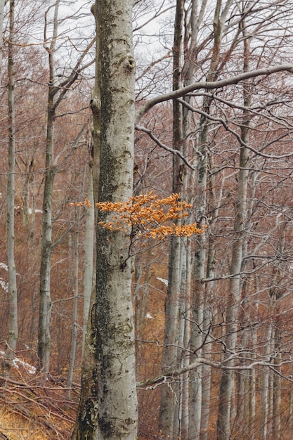 Tree branch with leaves in a forest during autumn on the mountain