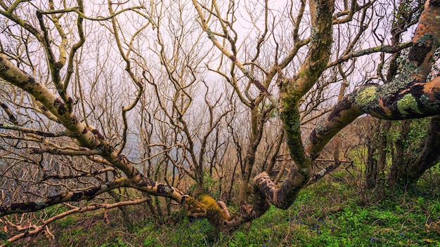 Tree and branch