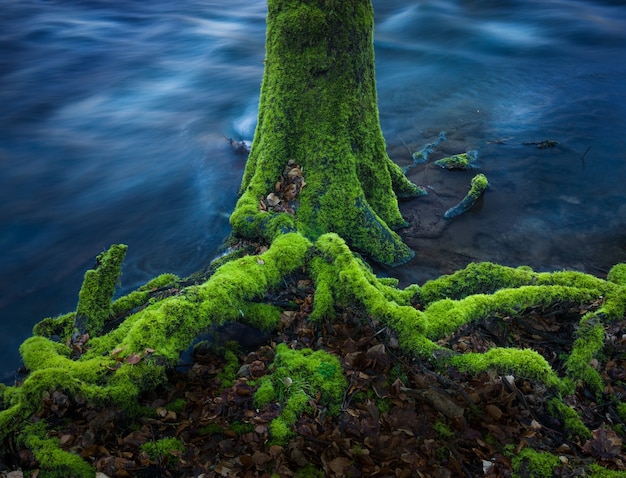 Tree branches covered in moss in the water