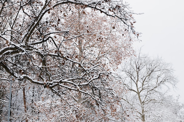 Free photo tree branches covered with snow