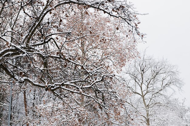 Ветви деревьев покрыты снегом