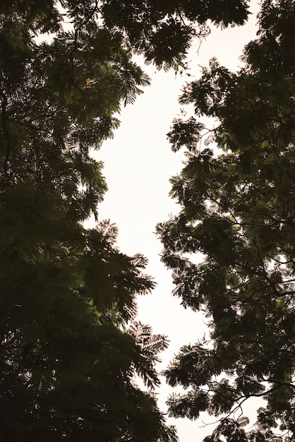 Free photo tree branches and the sky