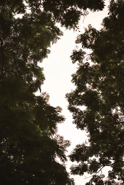 Tree branches and the sky