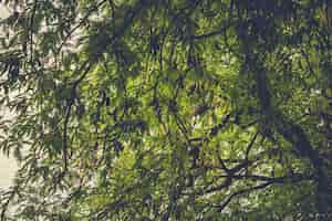 Free photo tree branches