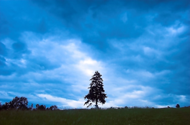 Foto gratuita albero il giorno nuvoloso