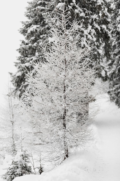 Бесплатное фото Дерево, покрытое инеем в лесу