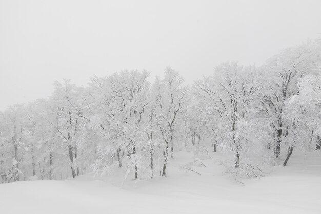 森林の冬の嵐の日に雪で覆われた木