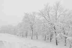 Foto gratuita albero coperto di neve sulla giornata di tempesta invernale in montagne forestali