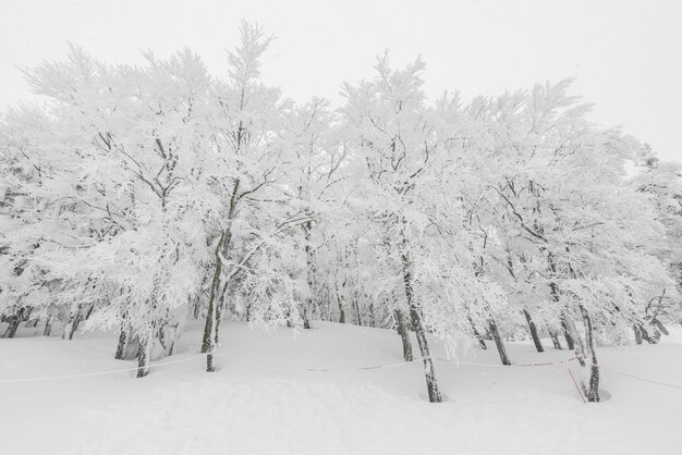 森林の冬の嵐の日に雪で覆われた木