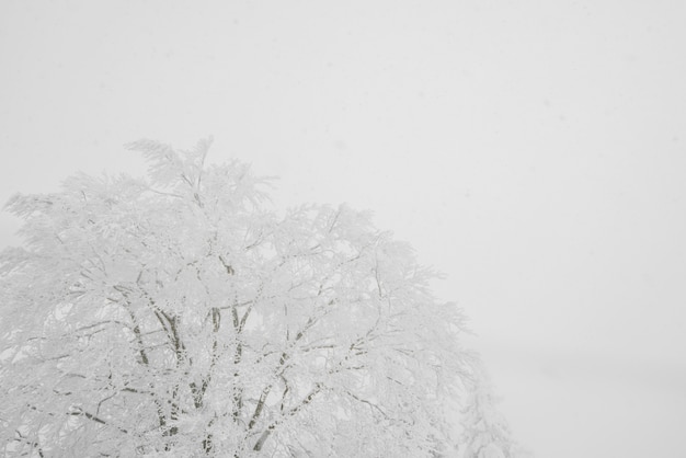 森林の冬の嵐の日に雪で覆われた木