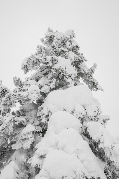 森林の冬の嵐の日に雪で覆われた木