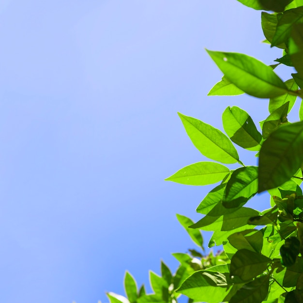 Tree crown on background of sky