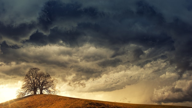 Tree in desert under white clouds during daytime