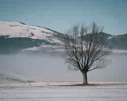 Foto gratuita albero su un campo e una montagna in lontananza coperta di neve