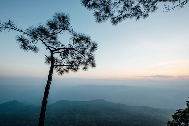 Free photo tree and forest in sunset