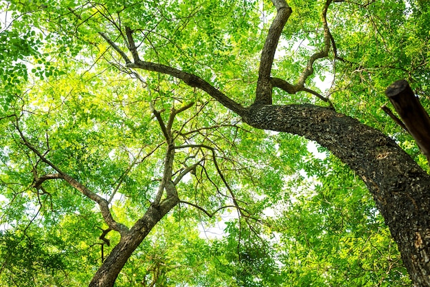 Дерево в лесу с зеленым листом
