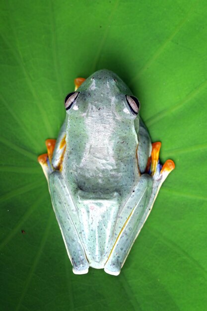 Free photo tree frog on branch rachophorus reinwardtii javan tree frog closeup