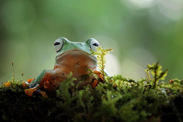 tree frog on branch rachophorus reinwardtii Javan tree frog closeup