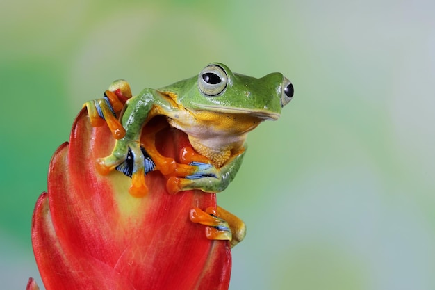 tree frog on branch rachophorus reinwardtii Javan tree frog closeup