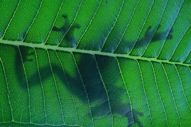 tree frog shadow on green leaf