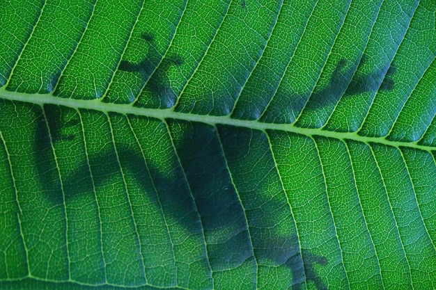 tree frog shadow on green leaf