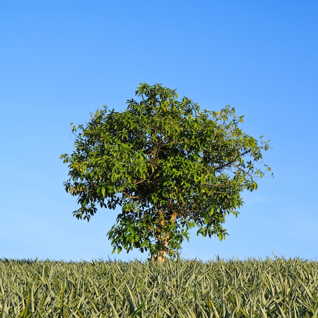 Foto gratuita albero erba alberi paesaggio di campagna