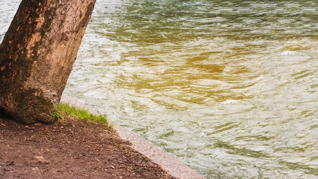 Дерево, растущее водой