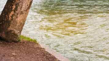 Foto gratuita albero che cresce per acqua