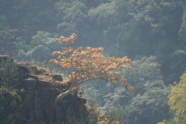 Free photo tree growing on a cliff