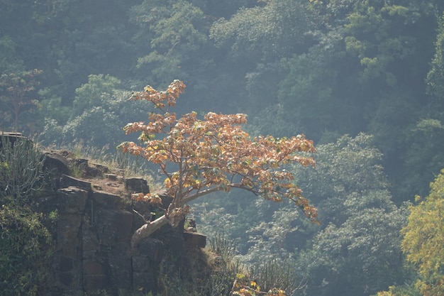 Tree growing on a cliff