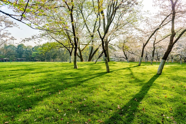 Foto gratuita alberi e prati