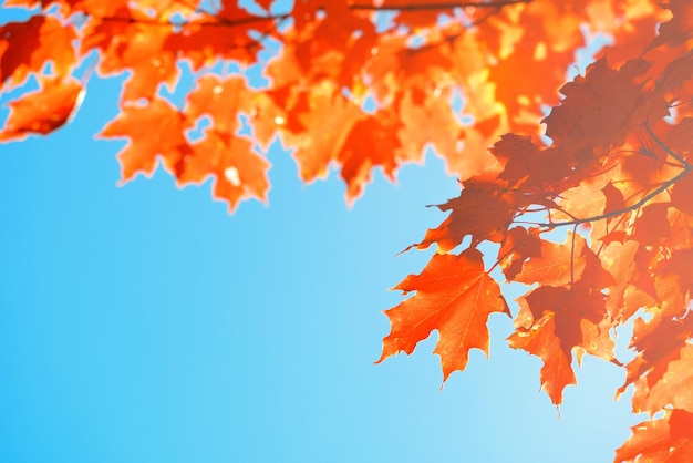 Free photo tree leave closeup in autumn with blue sky.