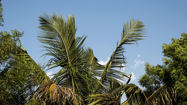 Tree leaves against the blue sky