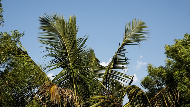 Tree leaves against the blue sky