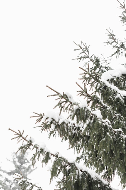 Free photo tree leaves and daylight winter sky