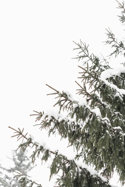 Foglie dell'albero e cielo di inverno di luce del giorno