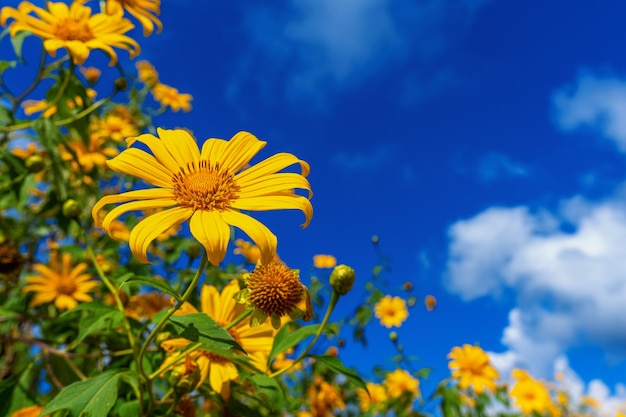 ツリーマリーゴールドまたはメキシコの花が咲き、青い空。