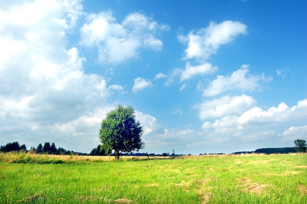 Free photo tree in the meadow on a sunny day