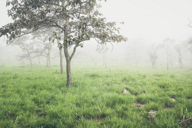 Tree in nature