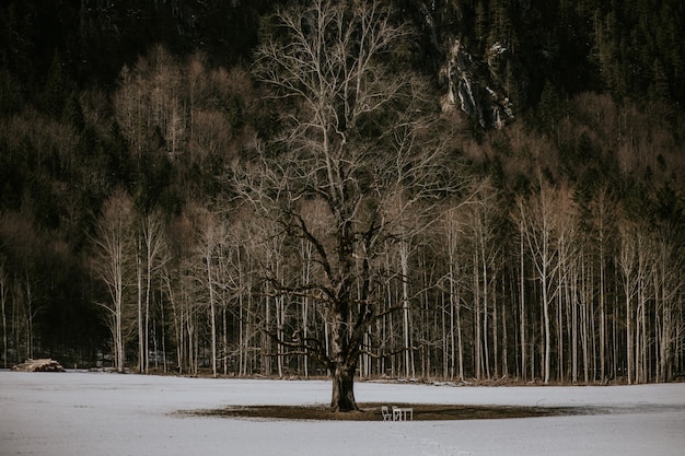 Free photo tree in the nature