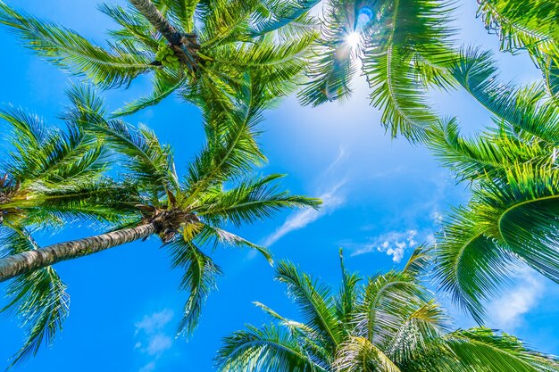 Tree palm with sky background