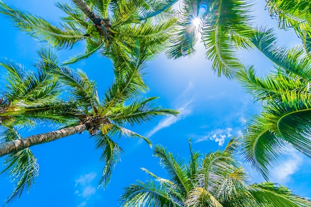 Tree palm with sky background