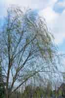 Free photo tree in a park