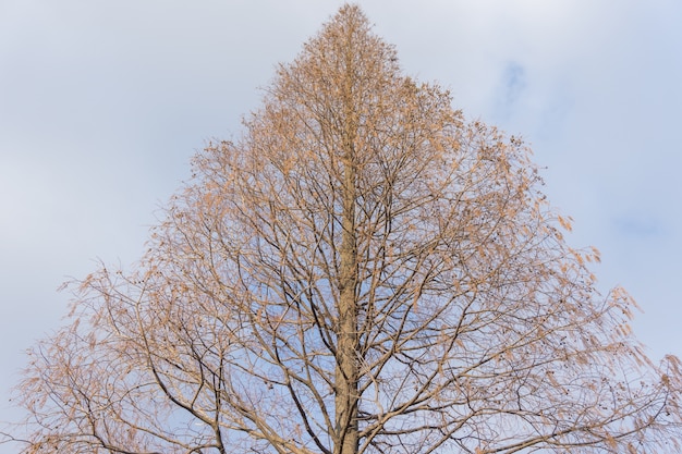 Foto gratuita albero in un parco