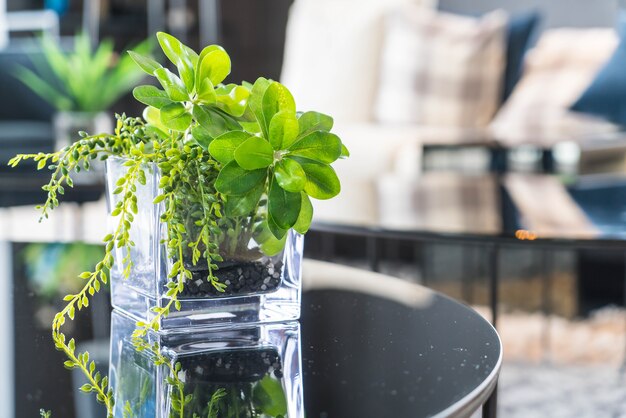 tree in pot decoration on the table