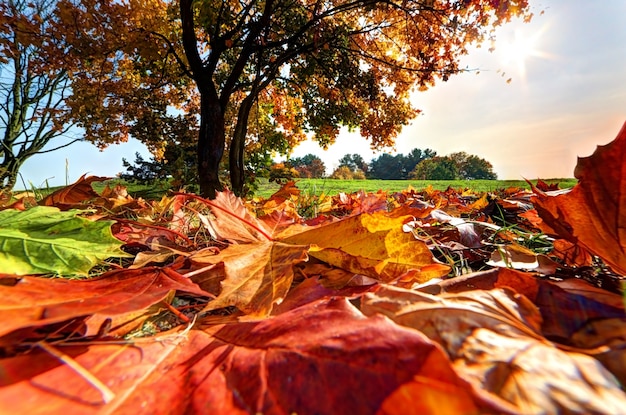 Tree seen from ground leaves