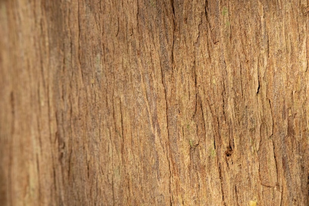 Tree shell organic background close-up