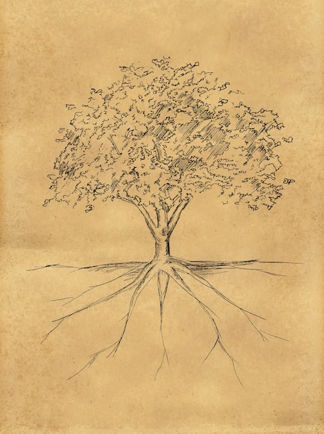 Tree Sketch leaves and root on paper