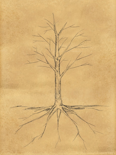 Tree Sketch no leaves root on paper