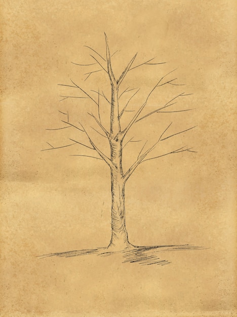 Foto gratuita sketch di albero senza foglie su carta